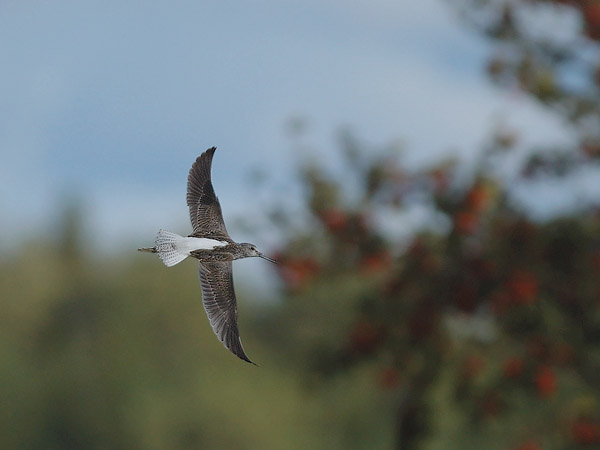 Valkoviklo, Common Greenshank, Tringa nebularia